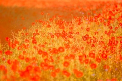 Mohn