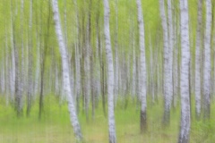 Birches