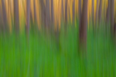 Skogen